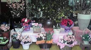 鉢物とミル♪♪｜「うさみ花店」　（静岡県静岡市清水区の花キューピット加盟店 花屋）のブログ