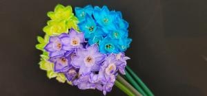 ゴメンなさい！！！！！！|「うさみ花店」　（静岡県静岡市清水区の花屋）のブログ